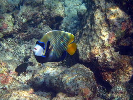 Demoiselle ange empereur