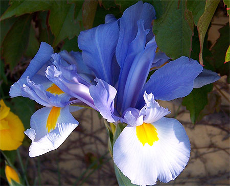 Iris