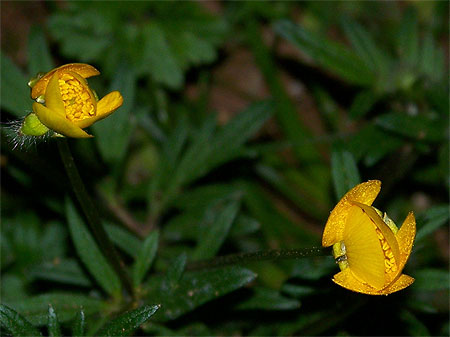 Bouton d'or