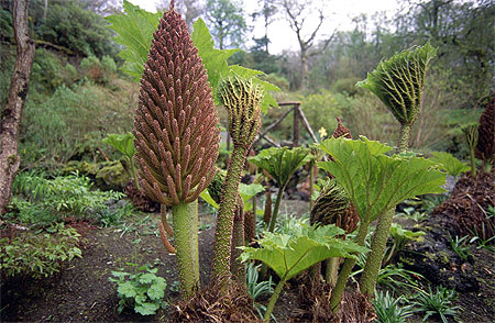 Etranges plantes