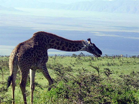 Girafe