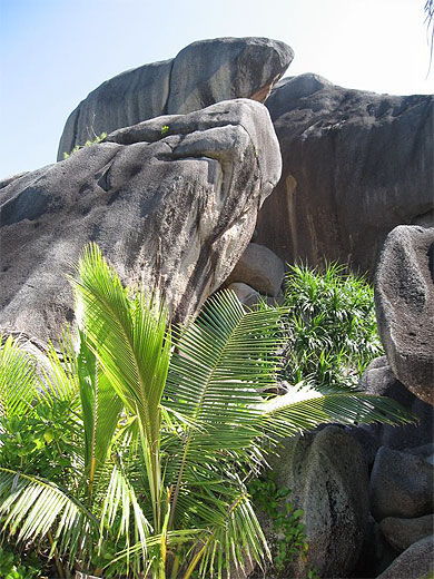 Palmiers, rochers...les Seychelles