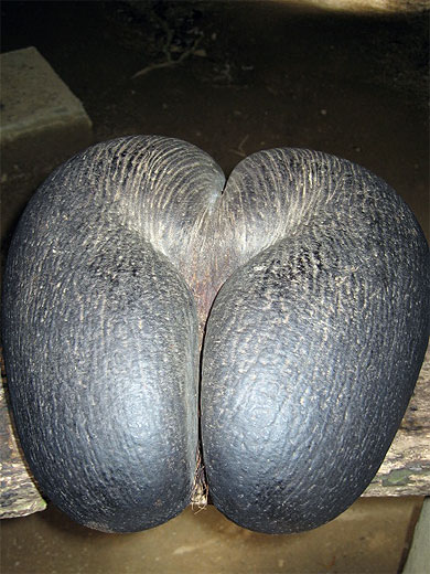 La Cocofesse