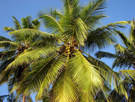 Arbre Coco