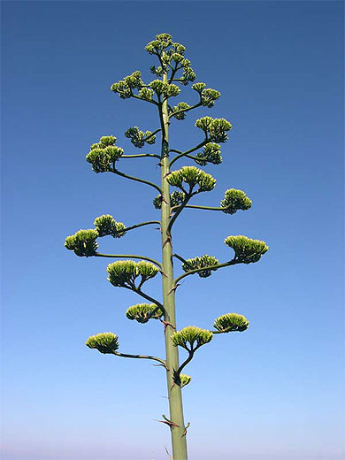 Agave au parc Valmer
