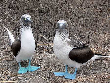 Patas Azules