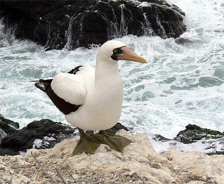 Isla de la Plata
