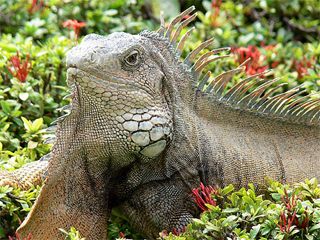 Iguane 