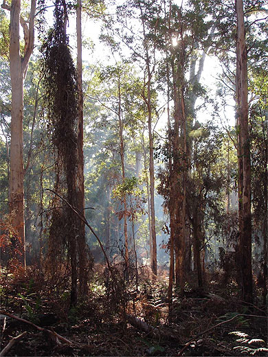 Dans les for�ts de Jarris du sud du Western Australia