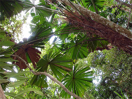 Daintree Forest