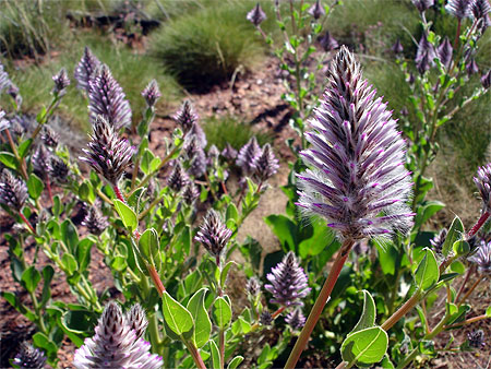 Fleur du bush