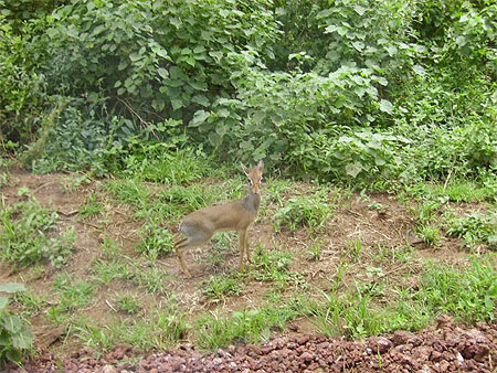 Dik-dik