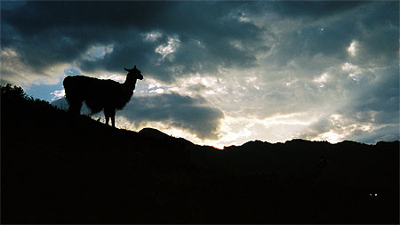 Lama au coucher du soleil