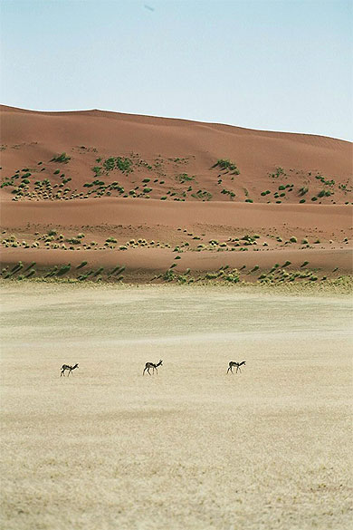 D�sert du Namib 