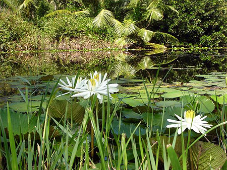 N�nuphar sur la Lagune