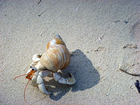 Gros Bernard Lhermite