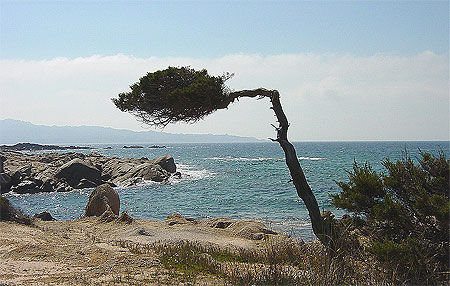 Le pin penché Le pin penché