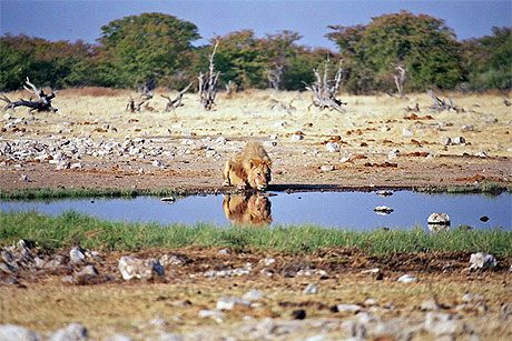 Lion � Etosha