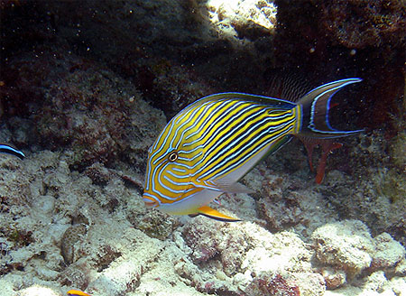 Beau poisson tropical
