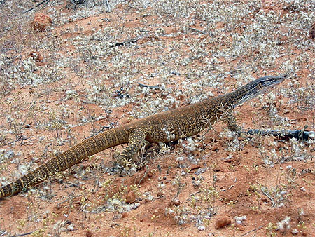 L�zard au Sturt National Park