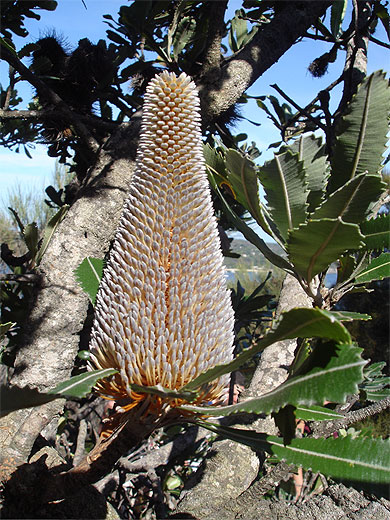Flore australe