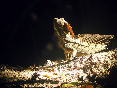 Iguane � colerette