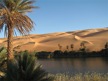 Oasis