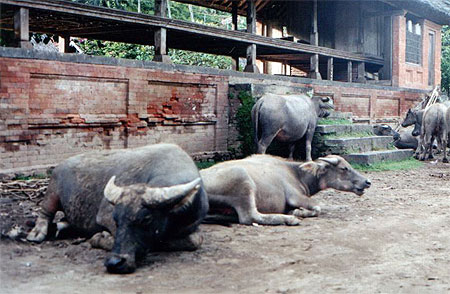 buffles au repos