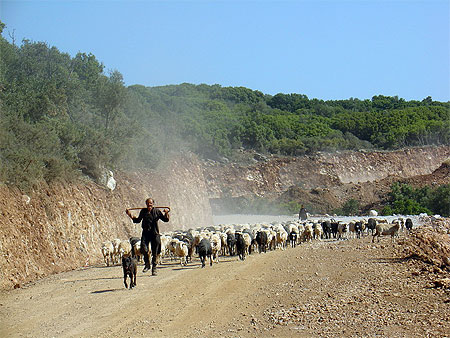 Berger dans le Lassithie