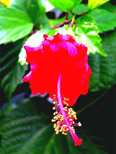 Fleur � Arenal