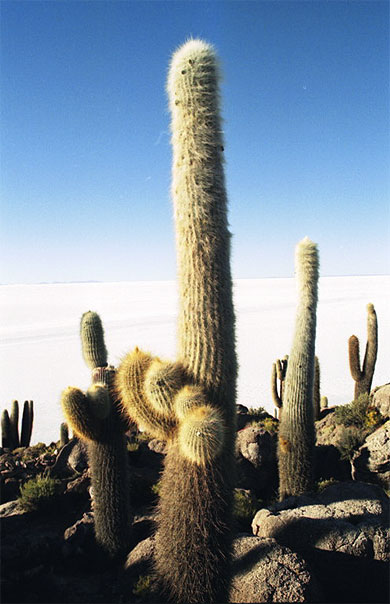 Cactus
