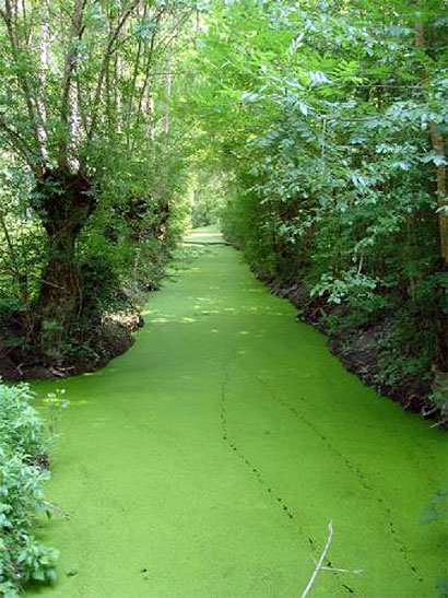 Marais poitevin