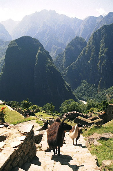 Lamas au Machu Picchu