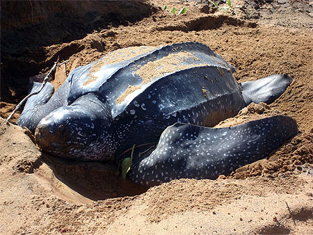 Tortue luth en train de pondre