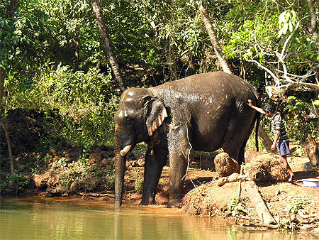 Elephant prenant son bain