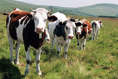 Parfait alignement de vaches