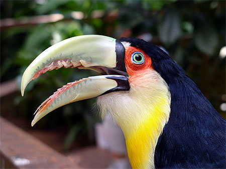 Toucan