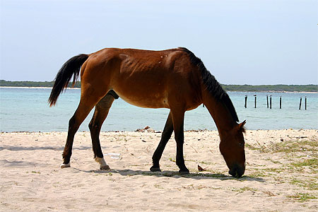 Un canasson sur le sable blond
