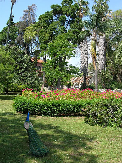 Jardin tropical