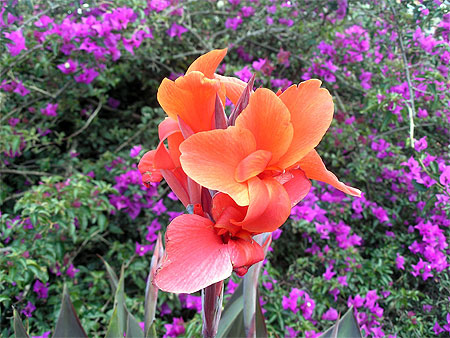 Fleur de C�mara de Lobos