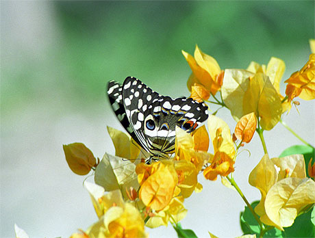 Bougainvill�e