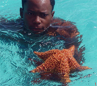 Etoile de mer