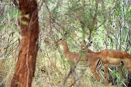 Impalas