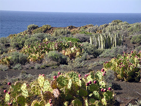 Cactus et figuiers de barbarie