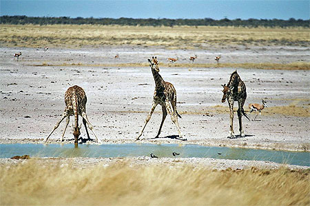 3 girafes