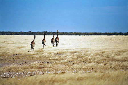 4 girafes