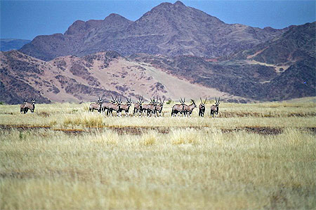 Oryx au Namib
