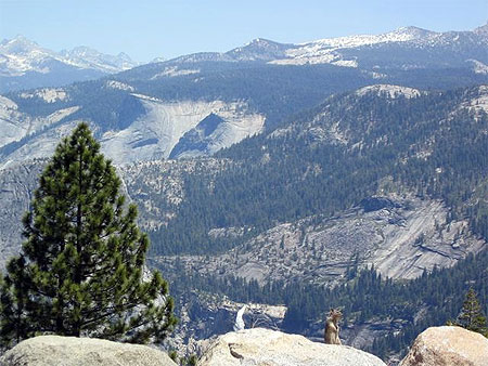 Ecureuil � Yosemite