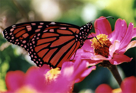 Papillon Monarque de passage � Montr�al