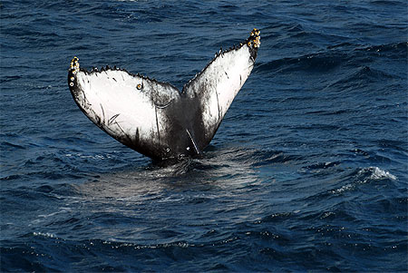 Baleines � bosse